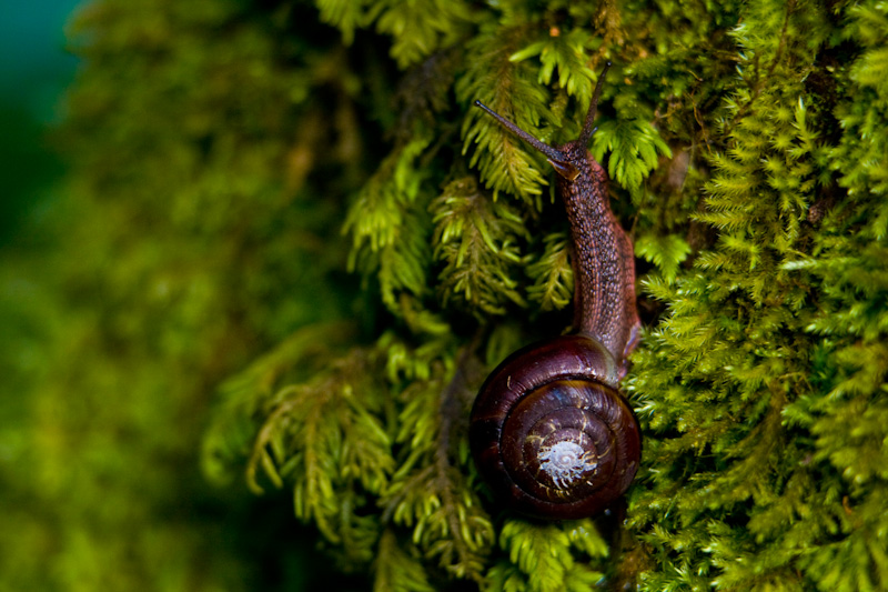 Snail On Moss